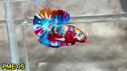 Metallic Plakat Betta Fish | You Pick Betta | Show Grade