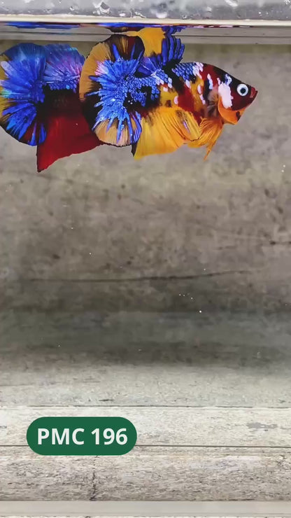 Multicolor Plakat Male Betta Fish |Show Grade|  You Pick Fish