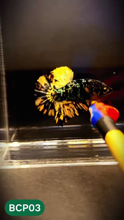 Black Panther Plakat Male Betta Fish | You Pick Fish | Rare Betta