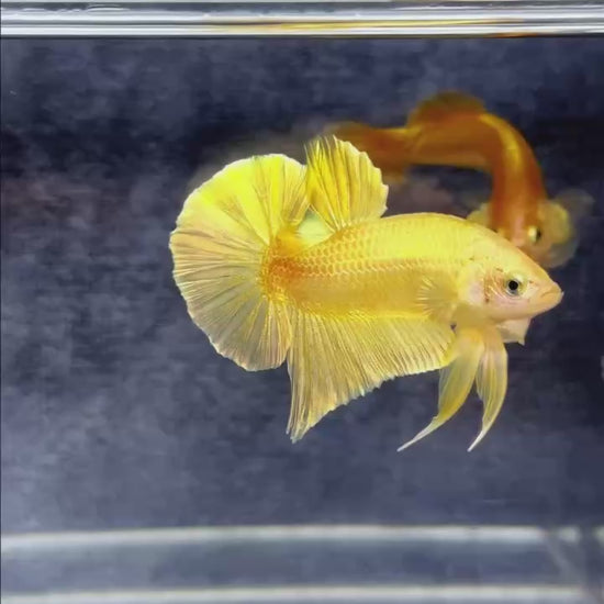 Super Gold Plakat Male Betta Fish