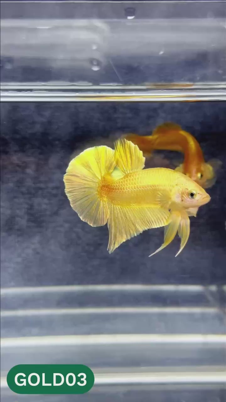 Super Gold Plakat Male Betta Fish