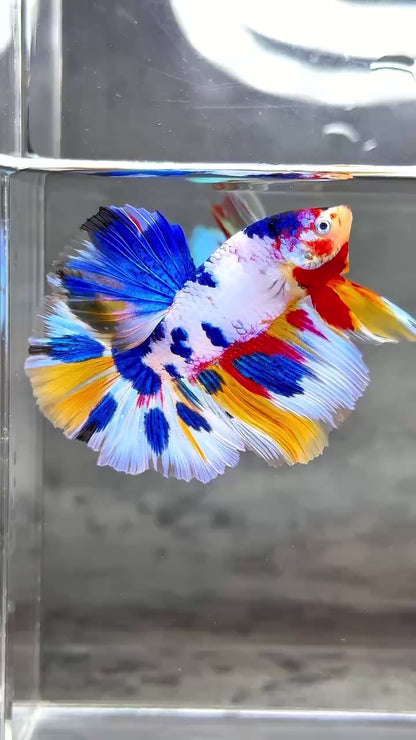 Multicolor Halfmoon Male Betta Fish | High Grade | Order Directly From Farm |  You Pick Fish |