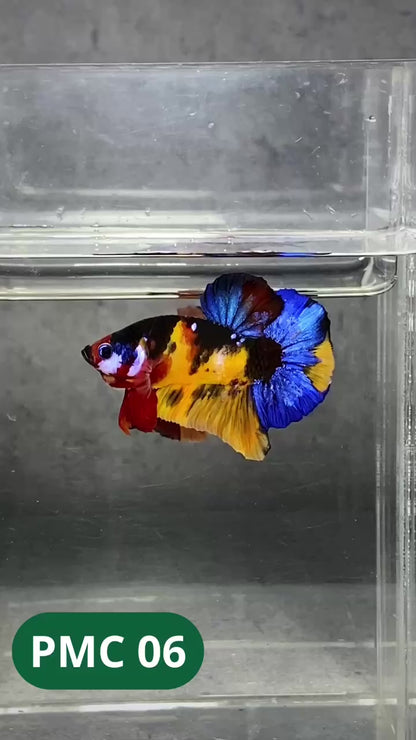 Multicolor Plakat Male Betta Fish |Show Grade|  You Pick Fish
