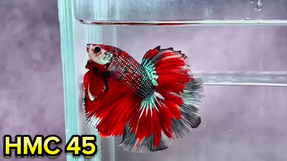 Multicolor Halfmoon Male Betta Fish | Order Directly From Farm | You Pick Fish