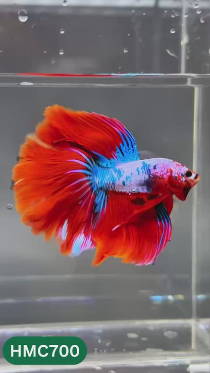 Multicolor Halfmoon Male Betta Fish | High Grade | Order Directly From Farm |  You Pick Fish |