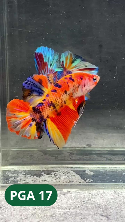 King Giant Plakat Male Betta Fish | You Pick Fish | High Grade