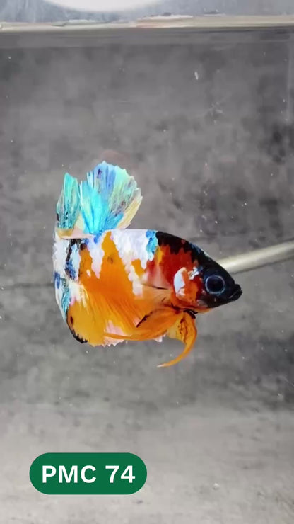 Multicolor Plakat Male Betta Fish |Show Grade|  You Pick Fish