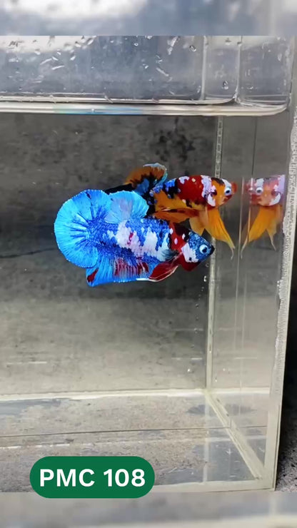 Multicolor Plakat Male Betta Fish |Show Grade|  You Pick Fish