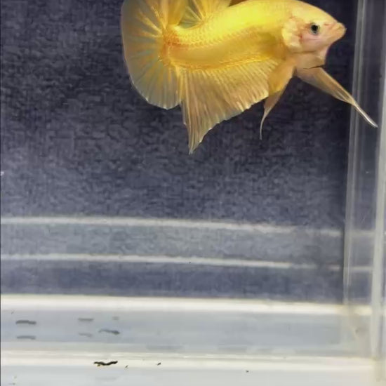Super Gold Plakat Male Betta Fish