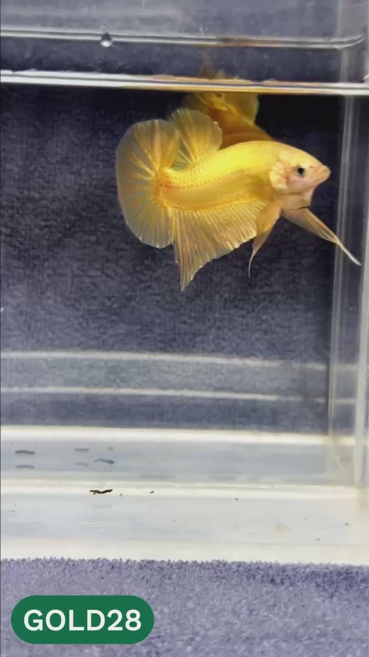 Super Gold Plakat Male Betta Fish