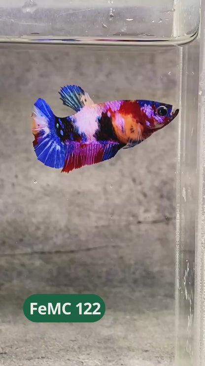Multicolor Female Betta Fish | You Pick Fish | High Grade