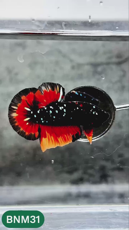 Dark Flame Hellfire Plakat Male Betta Fish | You Pick Fish | Rare Betta