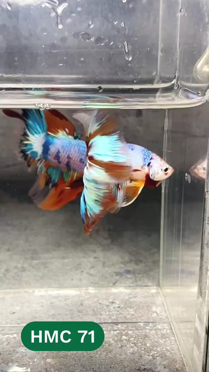 Multicolor Halfmoon Male Betta Fish | High Grade | Order Directly From Farm |  You Pick Fish |