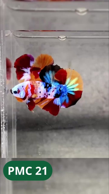 Multicolor Plakat Male Betta Fish |Show Grade|  You Pick Fish