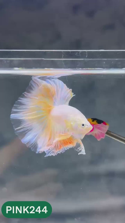 Pink Halfmoon Male Betta Fish | You Pick Fish | Order Directly From Farm