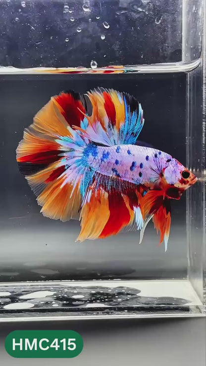 Nemo Halfmoon Male Betta Fish | Order Directly From Farm | You Pick Fish
