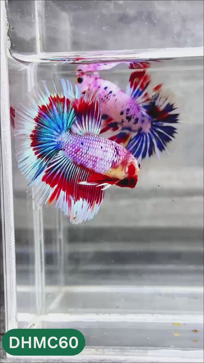 Multicolor Halfmoon Male Betta Fish | Order Directly From Farm | You Pick Fish