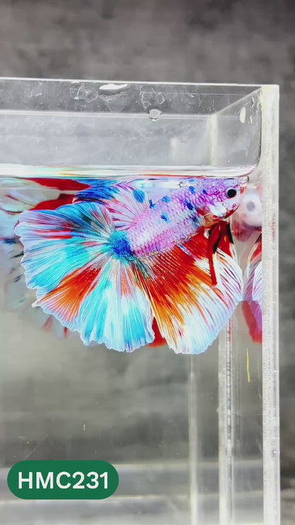 Multicolor Halfmoon Male Betta Fish | Order Directly From Farm | You Pick Fish