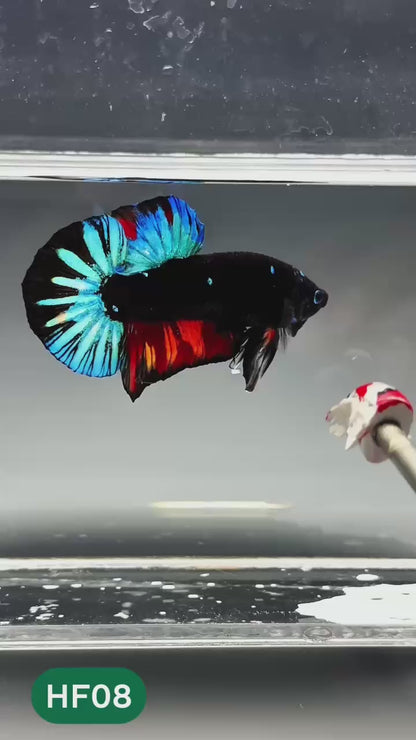 Dark Flame Hellfire Plakat Male Betta Fish | You Pick Fish | Exotic Betta