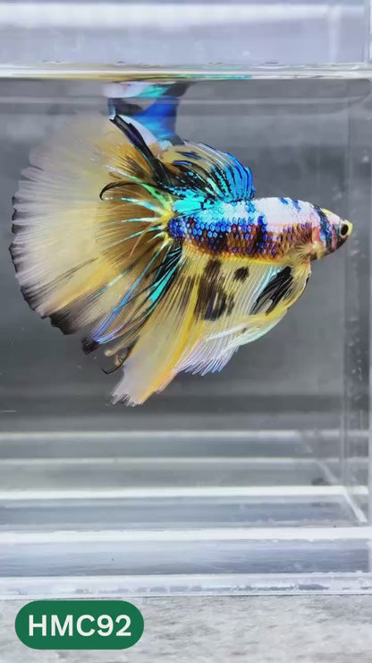 Multicolor Halfmoon Male Betta Fish | Order Directly From Farm | You Pick Fish