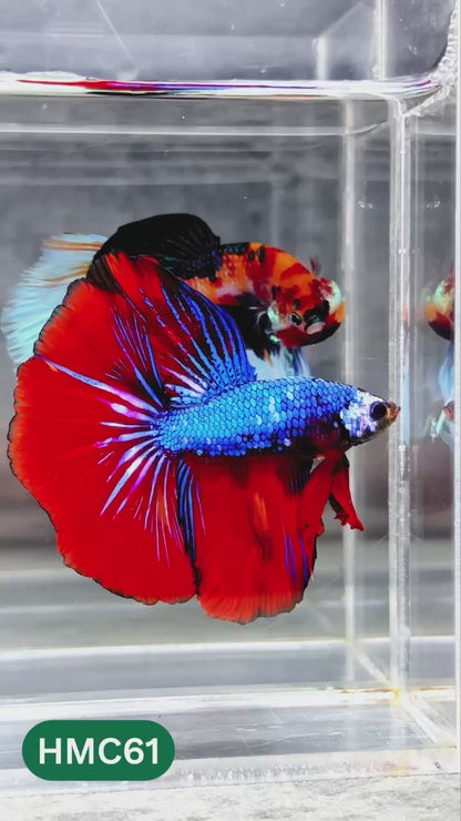 Nemo Halfmoon Male Betta Fish | Order Directly From Farm | You Pick Fish