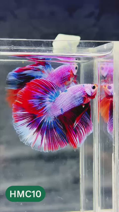 Multicolor Halfmoon Male Betta Fish | Order Directly From Farm | You Pick Fish