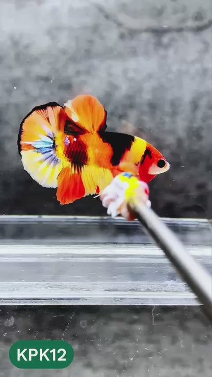Multicolor Plakat Male Betta Fish |Show Grade|  You Pick Fish