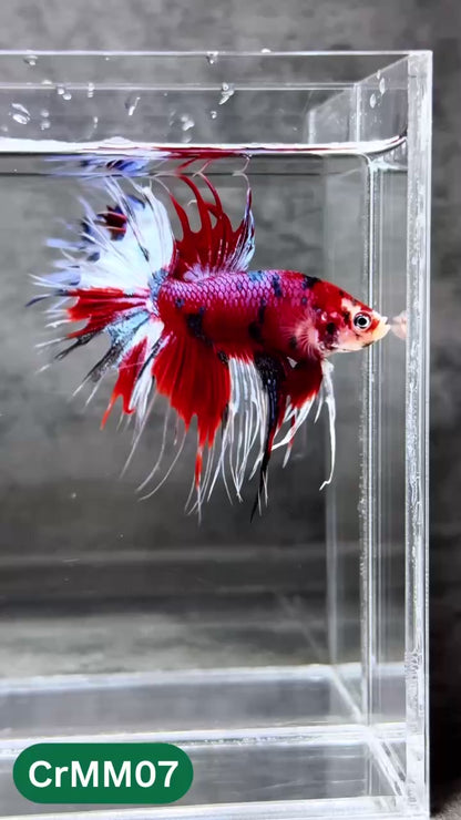 Crowntail Multicolor Male Betta Fish | High Grade | You Pick Fish |