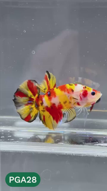 King Giant Plakat Male Betta Fish | You Pick Fish | High Grade