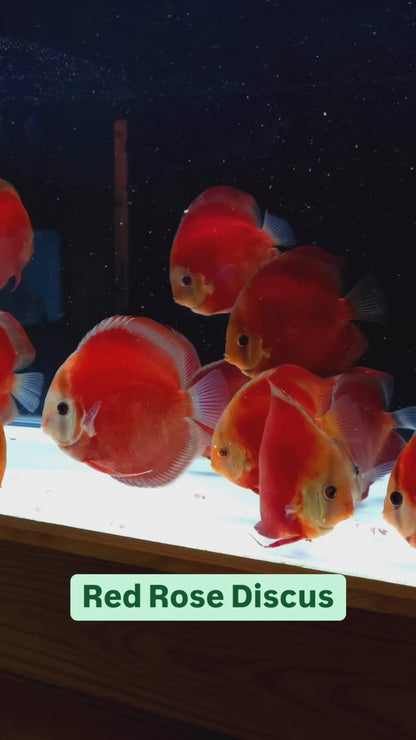 Red Rose Discus Fish