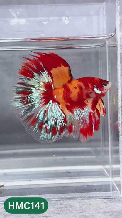 Multicolor Halfmoon Male Betta Fish | High Grade | Order Directly From Farm |  You Pick Fish |