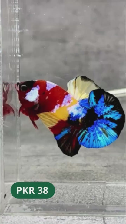 Multicolor Yellow Base Plakat Male Betta Fish | Order Directly From Farm |  You Pick Fish