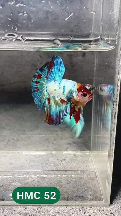 Multicolor Halfmoon Male Betta Fish | High Grade | Order Directly From Farm |  You Pick Fish |