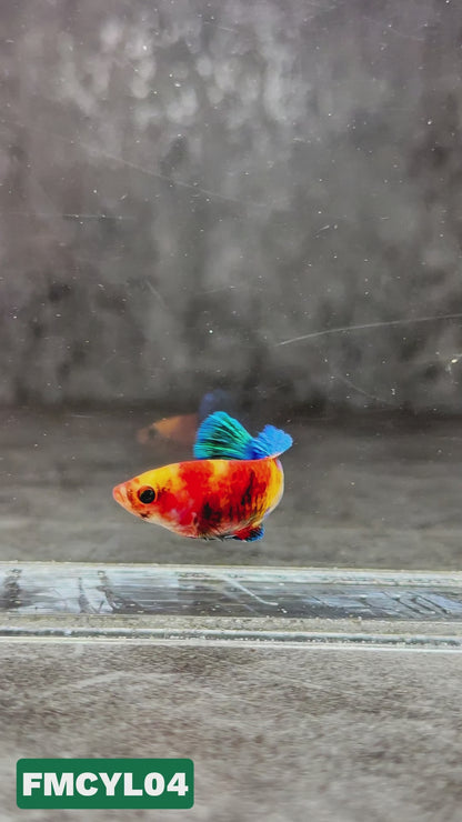 Multicolor Yellow Base Female Betta Fish | You Pick Fish  | High Grade