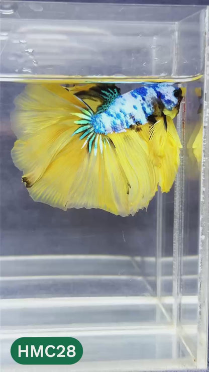 Multicolor Halfmoon Male Betta Fish | Order Directly From Farm | You Pick Fish