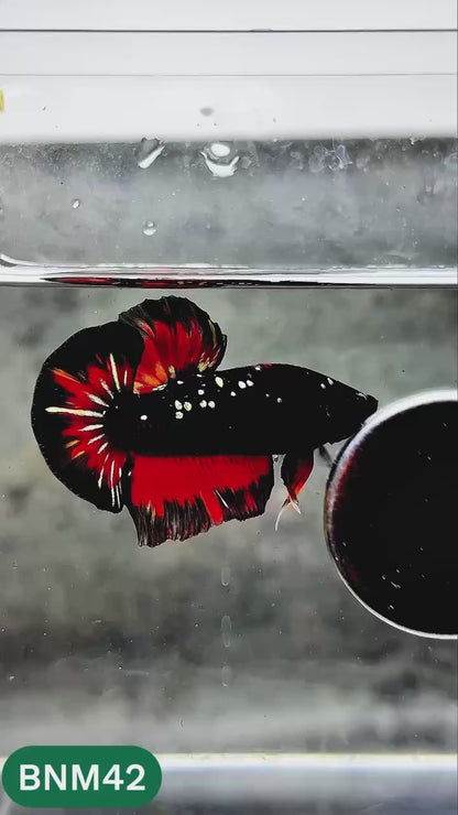 Dark Flame Hellfire Plakat Male Betta Fish | You Pick Fish | Rare Betta