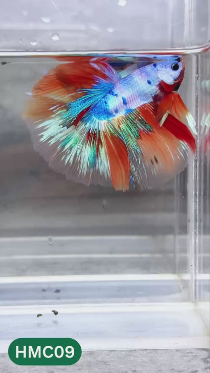 Multicolor Halfmoon Male Betta Fish | High Grade | Order Directly From Farm |  You Pick Fish |