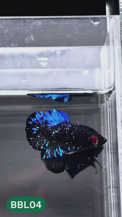 Black Star Nebula Plakat Male Betta | You Pick Betta | High Grade