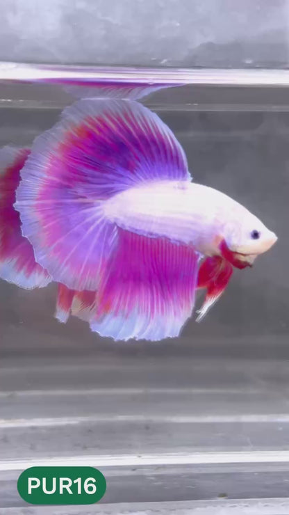 Purple Halfmoon Male Betta Fish | You Pick Fish | Order Directly From Farm