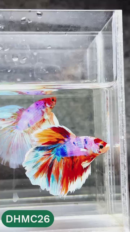 Multicolor Halfmoon Male Betta Fish | High Grade | Order Directly From Farm |  You Pick Fish |