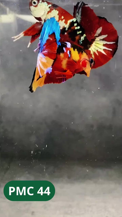 Multicolor Plakat Male Betta Fish |Show Grade|  You Pick Fish