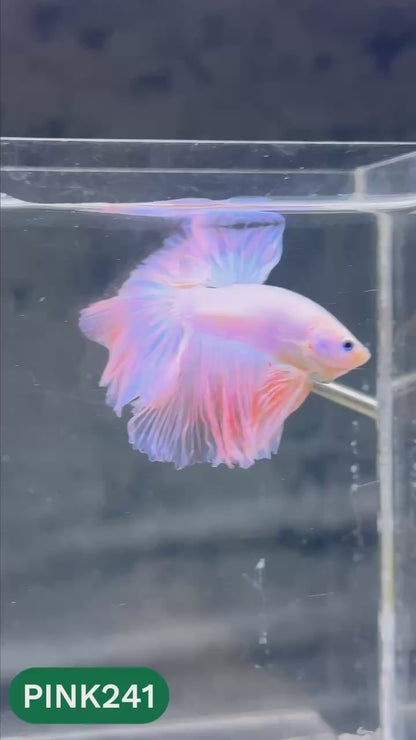 Pink Halfmoon Male Betta Fish | You Pick Fish | Order Directly From Farm