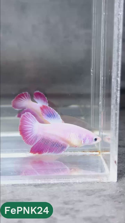 Pink Halfmoon Female Betta Fish | You Pick Fish | Rare Color