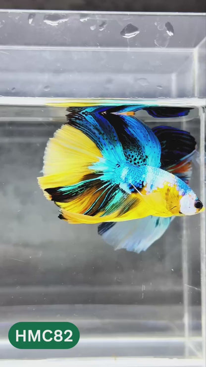 Nemo Halfmoon Male Betta Fish | Order Directly From Farm | You Pick Fish