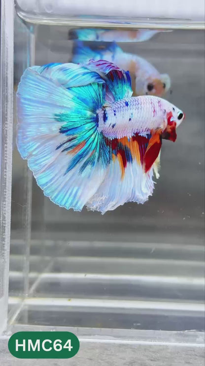 Multicolor Halfmoon Male Betta Fish | Order Directly From Farm | You Pick Fish