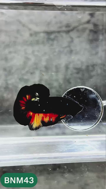 Dark Flame Hellfire Plakat Male Betta Fish | You Pick Fish | Rare Betta