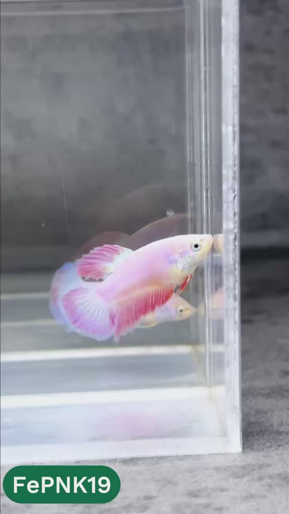 Pink Halfmoon Female Betta Fish | You Pick Fish | Rare Color