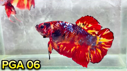 King Giant Plakat Male Betta Fish | You Pick Fish | High Grade