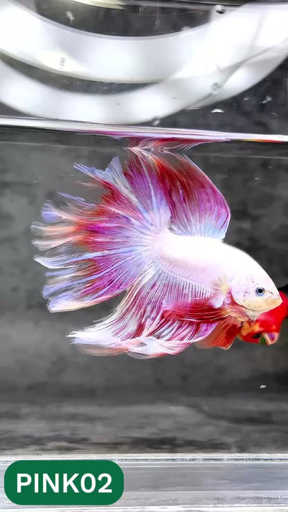 Pink Halfmoon Male Betta Fish | You Pick Fish | Order Directly From Farm