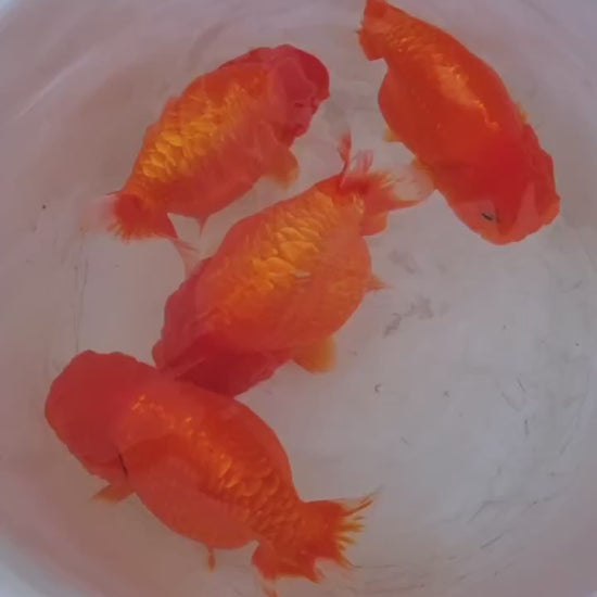 Full Scale Ranchu Goldfish | Grower Pick